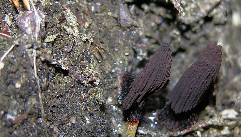 Stemonitis sp.(anche per fratello alberto)